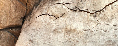 Okrepite imunski sistem s Chago!